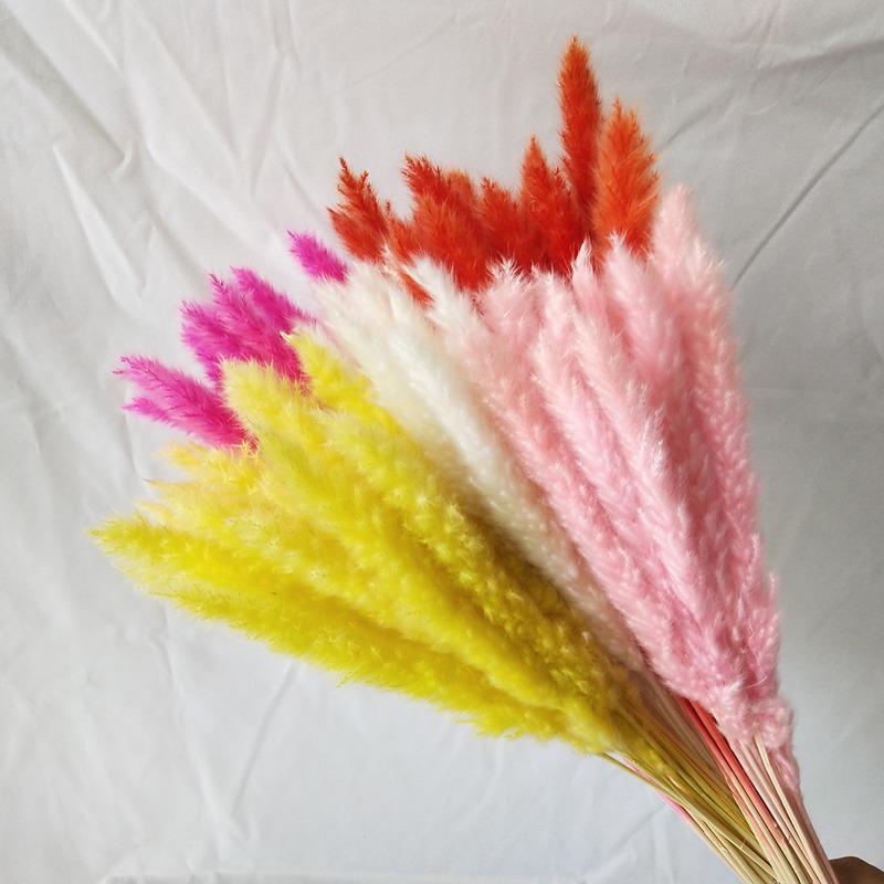 Pampas Grass Decor - Hierba de Pampas Seca Natural Multicolor,