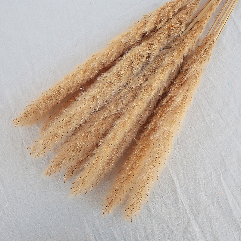 Hierba de Pampas Seca Natural  - Pampas Grass Decor reseña y precio
