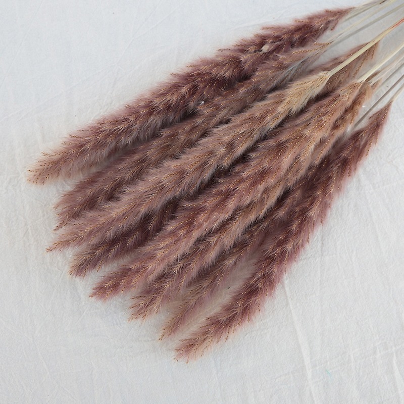 Hierba de Pampas Seca Natural  - Pampas Grass Decor reseña y precio