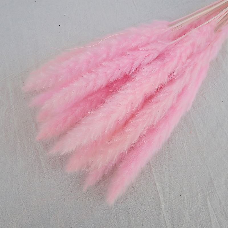 Hierba de Pampas Seca Natural  - Pampas Grass Decor reseña y precio