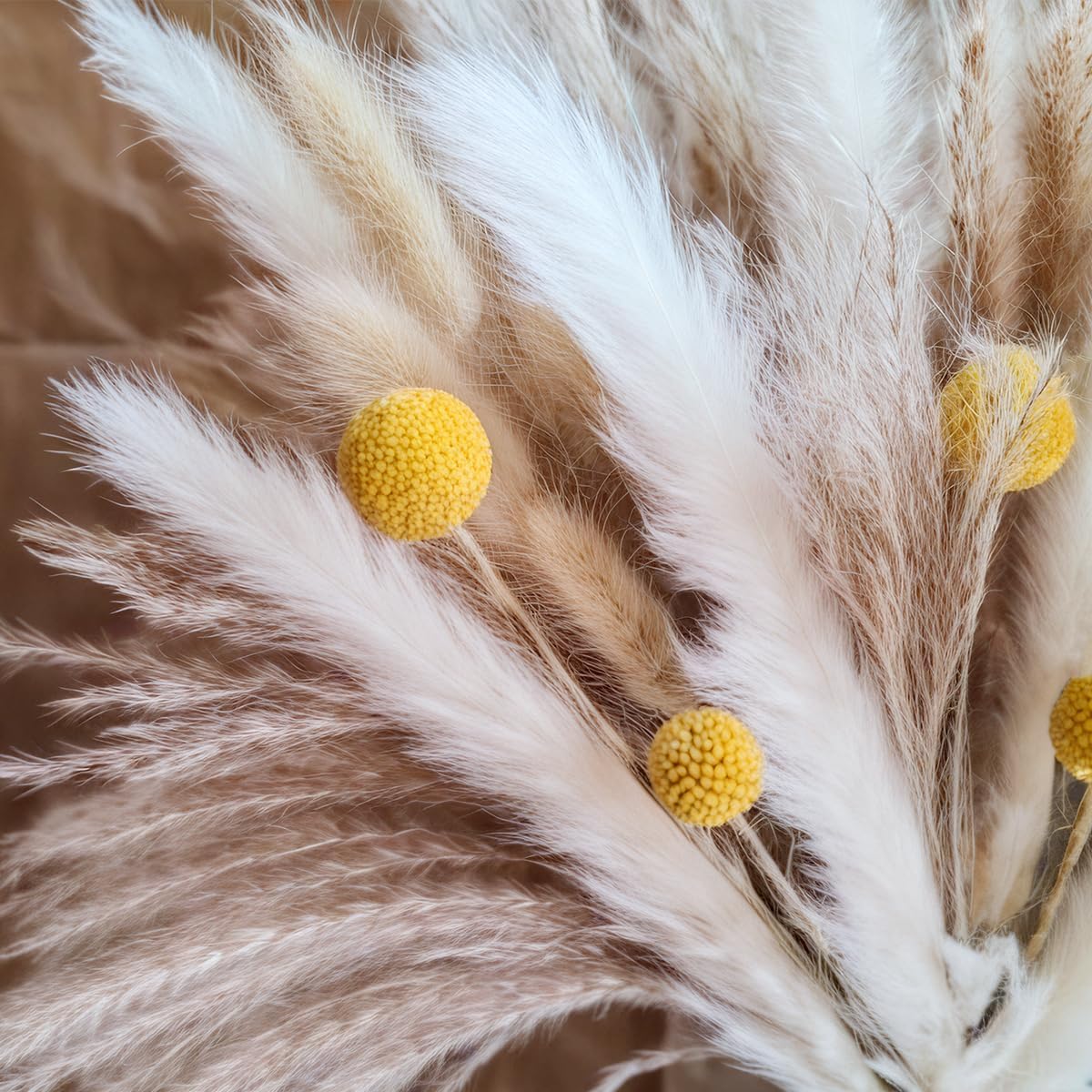 Ramo de Hierba de Pampas Seca, - Pampas Grass Decor reseña y precio