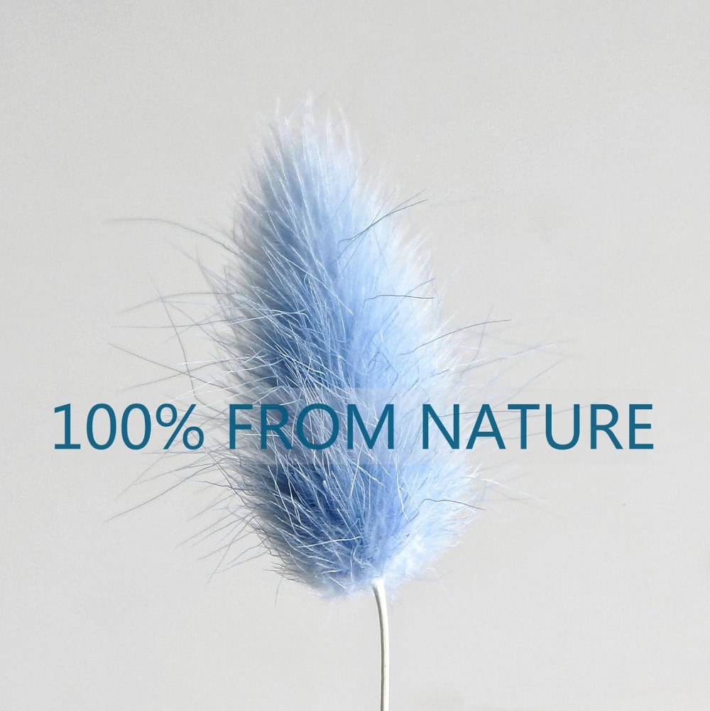 100 Uds. Cola de liebre azul h - Pampas Grass Decor reseña y precio